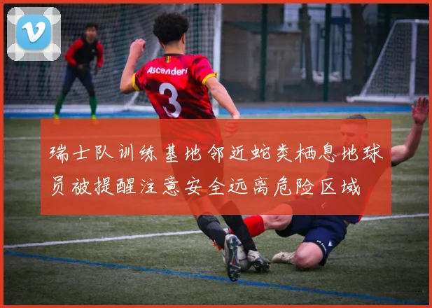 瑞士队训练基地邻近蛇类栖息地球员被提醒注意安全远离危险区域